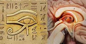 The Pineal Gland!
